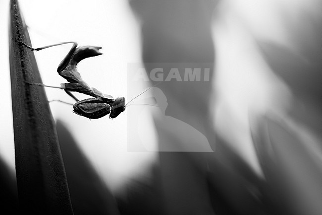 Ameles spallanzania - European dwarf mantis - Kleine Fangschrecke, France (Corsica) stock-image by Agami/Ralph Martin,