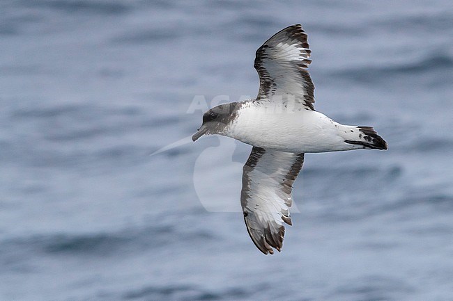 Cape Petrel (Daption capense), individual in flight over the sea, Western Cape, South Africa stock-image by Agami/Saverio Gatto,