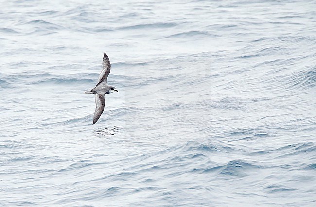 Mottled Petrel (Pterodroma inexpectata) flying over Subantarctic waters of New Zealand in the southern pacific ocean. stock-image by Agami/Marc Guyt,