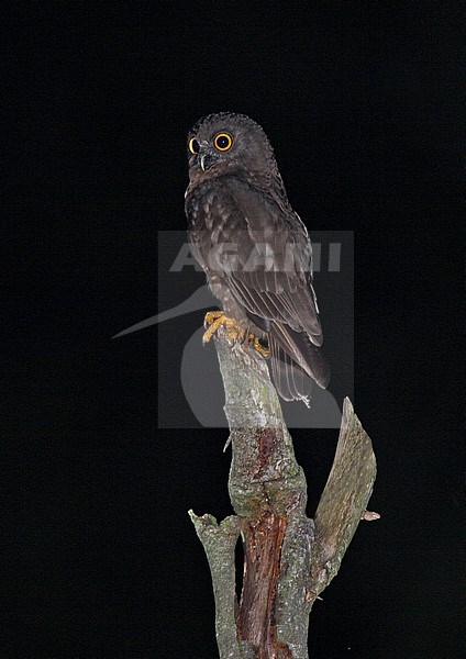 Hume's hawk-owl or Hume's boobook (Ninox obscura) perched on a pole in the night stock-image by Agami/Andy & Gill Swash ,