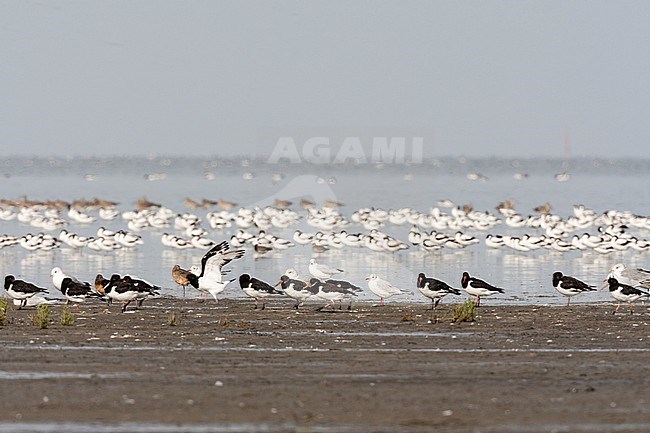 Grote groepen vogels in Westhoek; Bird flocks at Westhoek stock-image by Agami/Marc Guyt,