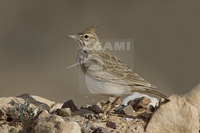 Crested Lark; Kuifleeuwerik stock-image by Agami/Daniele Occhiato,