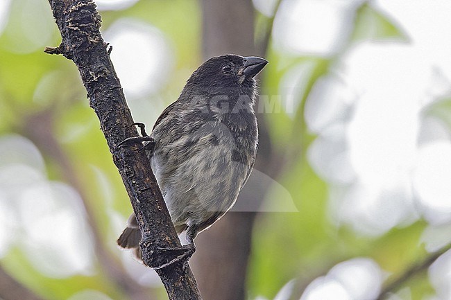 Male Medium tree finch (Camarhynchus pauper) on the Galapagos Islands, part of the Republic of Ecuador. Endemic to Floreana island. stock-image by Agami/Pete Morris,
