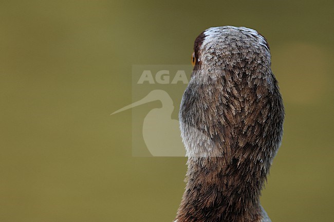 The back of the head of an adult Egyptian Goose (Alopochen aegyptiaca) stock-image by Agami/Mathias Putze,