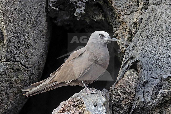 Galapagos Brown Noddy (Anous stolidus galapagensis) on the Galapagos Islands, part of the Republic of Ecuador. stock-image by Agami/Pete Morris,