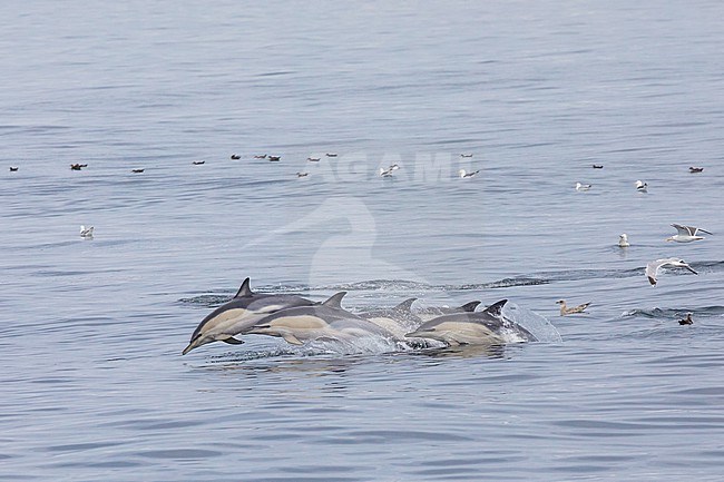 Group of Common dolphins (Delphinus delphis) jumping, against a calm sea and seabirds as background, in Brittany, France. stock-image by Agami/Sylvain Reyt,