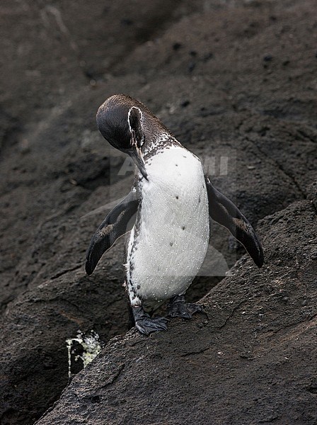 Galapagos Penguin (Spheniscus mendiculus), a rare endemic from the Galapagos Islands stock-image by Agami/Andy & Gill Swash ,