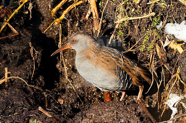 A Water Rail (Rallus aquaticus) searches along a muddy shore in the setting winter sun. stock-image by Agami/Jacob Garvelink,