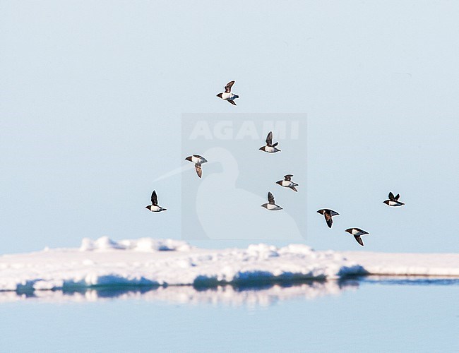 Little Auk (Alle alle) during summer season on Spitsbergen in arctic Norway. Huge flock of Little auks in flight over the drift ice. stock-image by Agami/Marc Guyt,