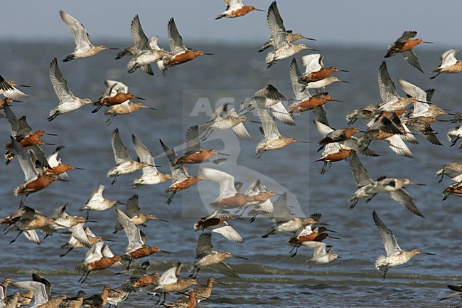 Bar-tailed Godwit flock flying; Rosse Grutto groep vliegend stock-image by Agami/Arie Ouwerkerk,