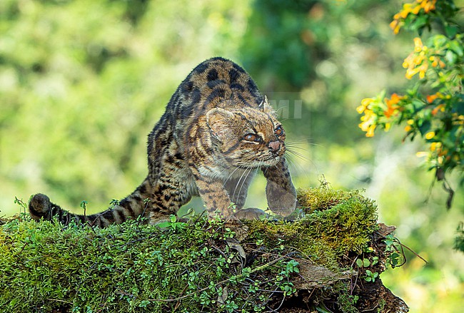 Oncilla (Leopardus tigrinus) in Colombia. A small spotted cat ranging from Central America to central Brazila and also known as the northern tiger cat, little spotted cat, and tigrillo. stock-image by Agami/Dani Lopez-Velasco,