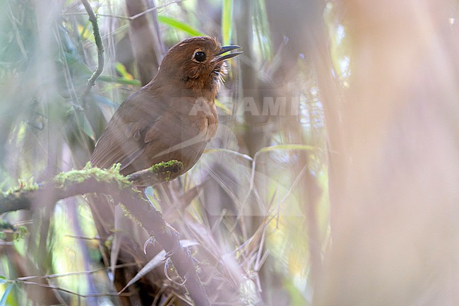 Chachapoyas Antpitta (Grallaria gravesi) in Northern Peru. Endemic to the eastern slope of the Peruvian Andes in the departments of Amazonas, San Martín and Huánuco, and inhabit humid montane forests and forest edges. stock-image by Agami/Dani Lopez-Velasco,