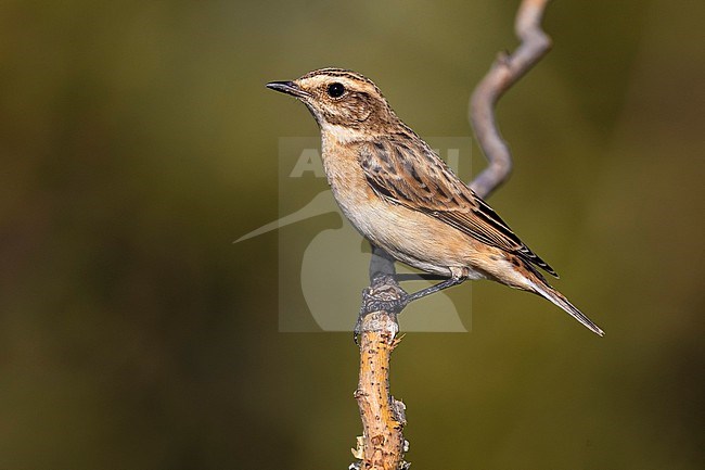 Whinchat (Saxicola rubetra) in Italy. stock-image by Agami/Daniele Occhiato,