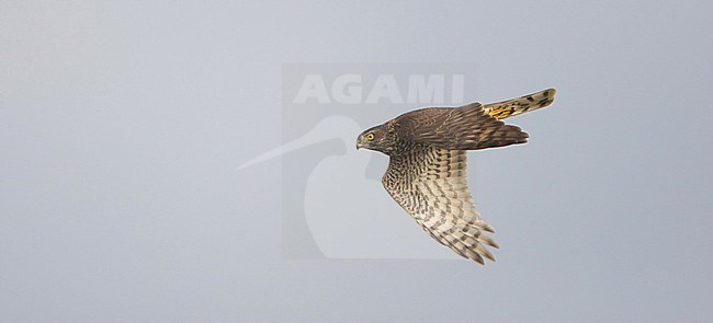  stock-image by Agami/Arie Ouwerkerk,