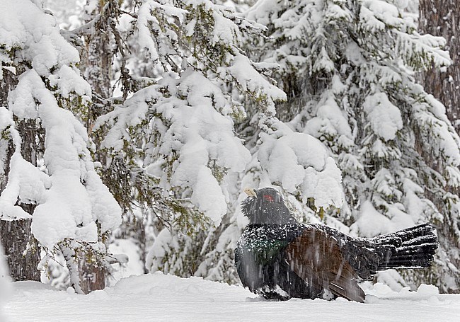 Auerhoen, Western Capercaillie stock-image by Agami/Markus Varesvuo,
