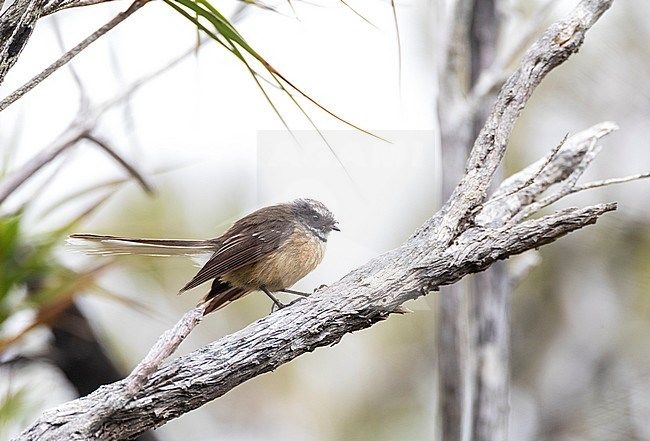 Chatham Island Fantail (Rhipidura fuliginosa penita) perched in a small tree on the Chatham Islands off New Zealand. Perched on a horizontal branch. stock-image by Agami/Marc Guyt,