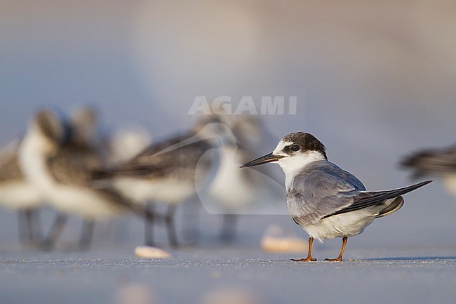 Presumed Saunder's Tern - Orientseeschwalbe - Sternula saundersi, Oman stock-image by Agami/Ralph Martin,