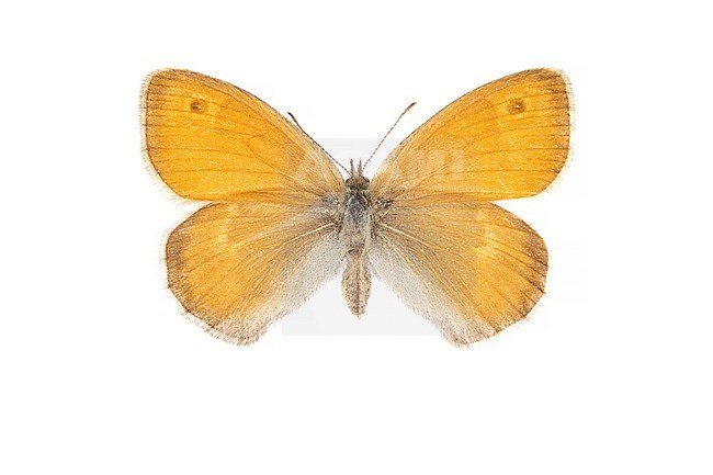 Hooibeestje, Small Heath, Coenonympha pamphilus stock-image by Agami/Wil Leurs,