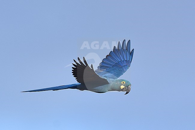 Endangered Lear's Macaw (Anodorhynchus leari), a very species with a highly restricted range in Brazil. stock-image by Agami/Laurens Steijn,