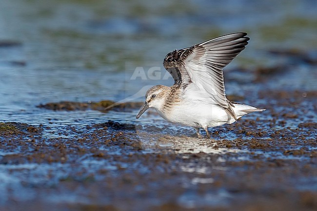 First-winter Semipalmated Sandpiper walking on mudflat in Cabo Da Praia quarry, Terceira, Azores. October 03, 2018. stock-image by Agami/Vincent Legrand,