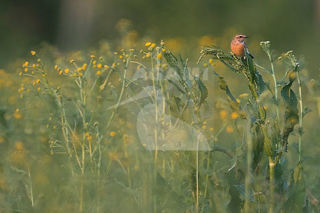 Siberian Stonechat, Saxicola maurus, Tajikistan, adult, female. stock-image by Agami/Ralph Martin,