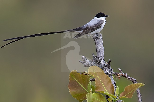 Fork-tailed Flycatcher, Tyrannus savana, in Guyana. stock-image by Agami/Dubi Shapiro,