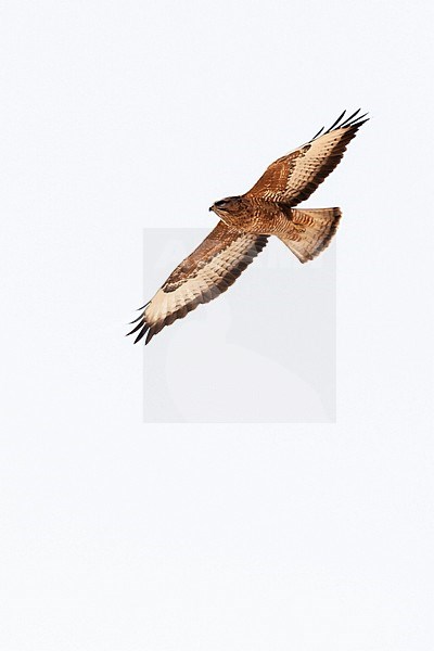 Steppe Buzzard (Buteo buteo vulpinus) on migration over the Eilat Mountains, near Eilat, Israel stock-image by Agami/Marc Guyt,