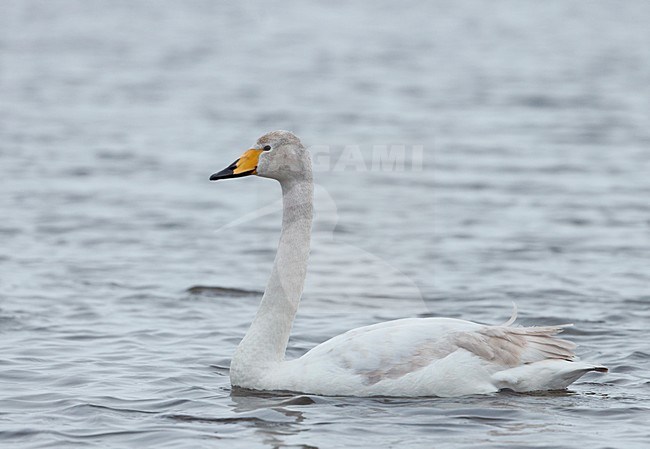 Wilde Zwaan, Whooper swan, Cygnus cygnus stock-image by Agami/Markus Varesvuo,