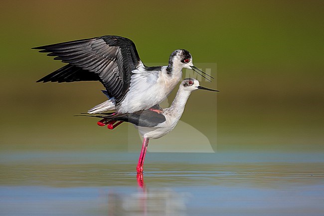 Black-winged Stilt (Himantopus himantopus) in Italy. Mating couple of stilts in shallow water. stock-image by Agami/Daniele Occhiato,