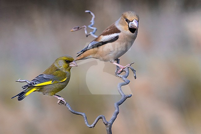 Hawfinch, Coccothraustes coccothraustes, in Italy. Perched on a twig. Together with a male European Greenfinch. stock-image by Agami/Daniele Occhiato,