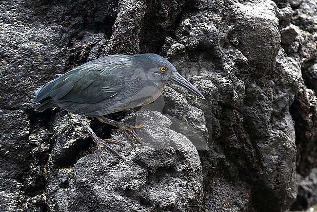 Lava Heron (Butorides sundevalli), also known as the Galápagos heron, on the Galapagos islands, Ecuador. Fishing at the shore. stock-image by Agami/Dani Lopez-Velasco,