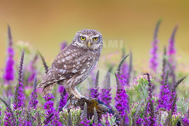 Little Owl (Athene noctua) in Italy. stock-image by Agami/Daniele Occhiato,