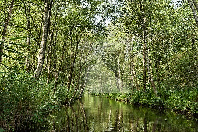 Ditch in forest at Nationaal Park de Weerribben in summer stock-image by Agami/Marc Guyt,