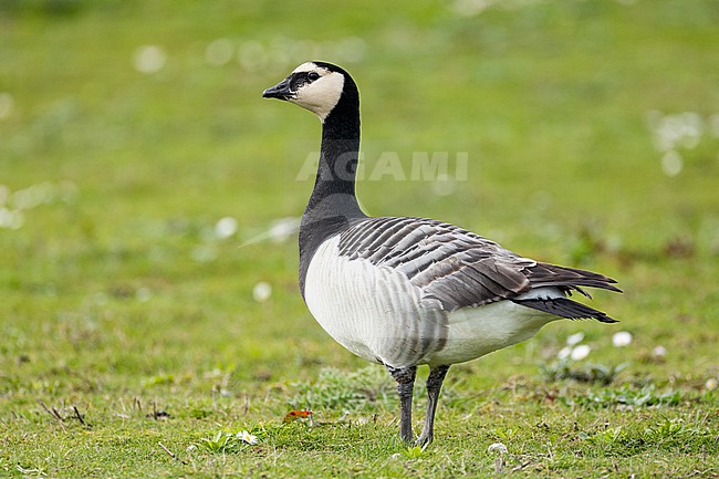  stock-image by Agami/Menno van Duijn,