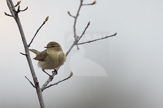 Willow Warbler - Fitis - Phylloscopus trochilus ssp. trochilus, Germany (Schleswig-Holstein), adult stock-image by Agami/Ralph Martin,