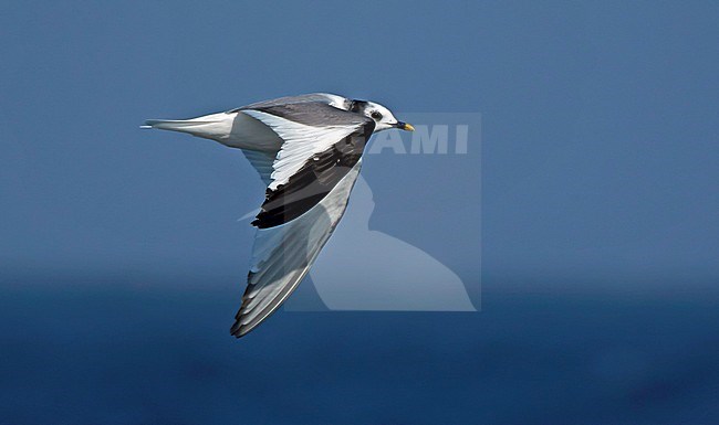 Subadult Sabine's Gull (Xema sabini) in flight over the Atlantic Ocean off northern Spain. stock-image by Agami/Dani Lopez-Velasco,