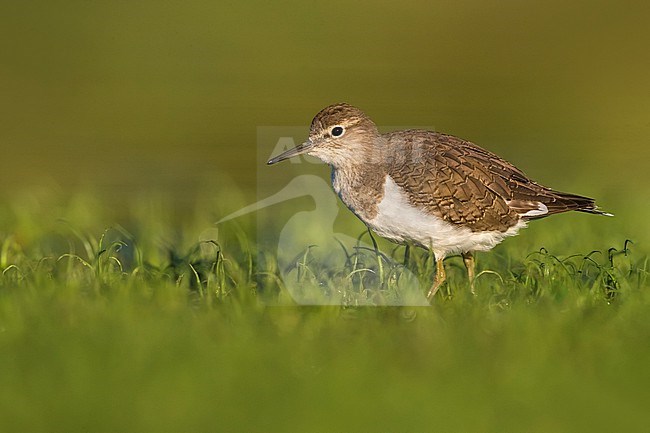 Common Sandpiper, Actitis hypoleucos, in Italy. stock-image by Agami/Daniele Occhiato,