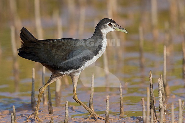 White-breasted Waterhen (Amaurornis phoenicurus), juvenile walking in a swamp, Khawr Jirama,Ash Sharqiyah South Governorate, Oman stock-image by Agami/Saverio Gatto,