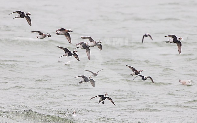Large flock of Long-tailed Duck (Clangula hyemalis), male and female, in flight. stock-image by Agami/Lennart Verheuvel,