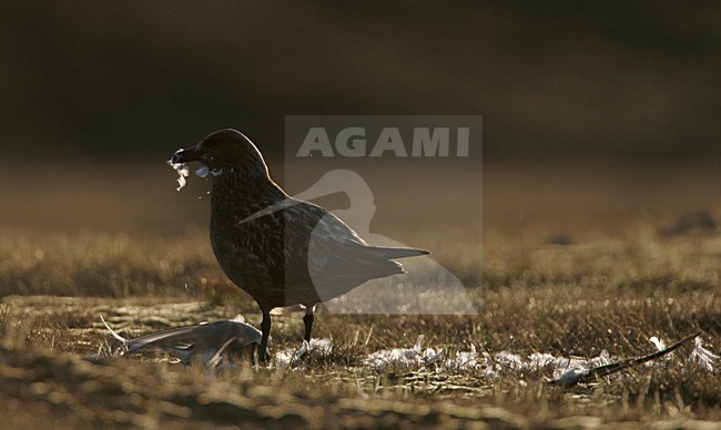 Grote Jager met prooi; Great Skua with prey stock-image by Agami/Menno van Duijn,