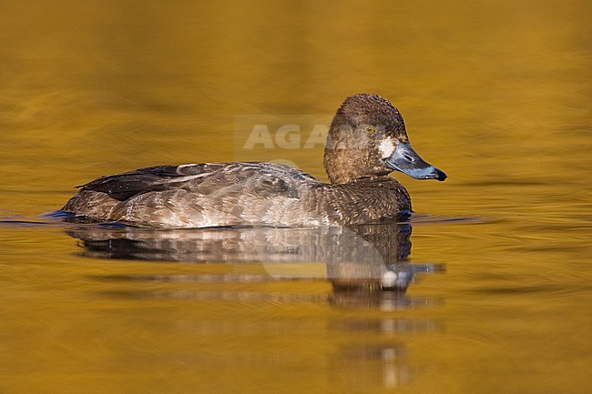 Kleine Topper; Lesser Scaup (Aythya affinis) swimming on a golden pond in Victoria, BC, Canada. stock-image by Agami/Glenn Bartley,