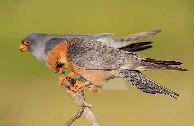 Pair (male and female) Red-footed Falcons (Falco vespertinus) stock-image by Agami/Alain Ghignone,