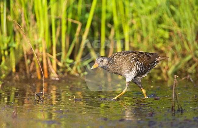 Porseleinhoen foeragerend om slikrand; Spotted Crake foraging on edge of marsh stock-image by Agami/Marc Guyt,