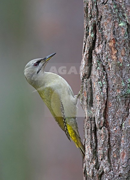 Grey-headed Woodpecker climbing to a trunck of a tree; Grijskopspecht zittend tegen boomstand stock-image by Agami/Markus Varesvuo,