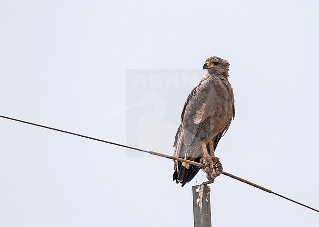 Chaco Eagle, Buteogallus coronatus, in Paraguay. stock-image by Agami/Pete Morris,