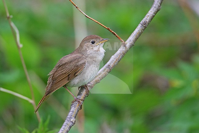 Zingende Noordse Nachtegaal; Singing Thrush Nightingale stock-image by Agami/Markus Varesvuo,