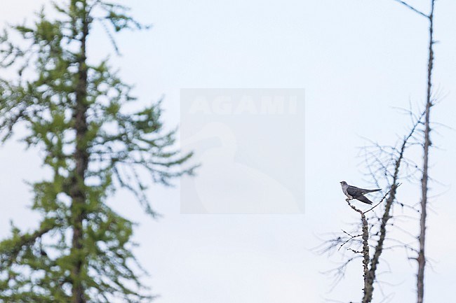 Oriental Cuckoo - Hopfkuckuck - Cuculus saturatus ssp. optatus, Russia, adult male stock-image by Agami/Ralph Martin,