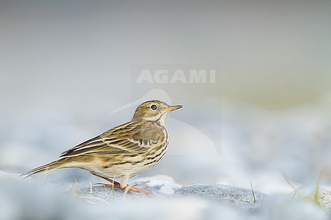 Meadow Pipit - Wiesenpieper - Anthus pratensis ssp. pratensis, Germany stock-image by Agami/Ralph Martin,