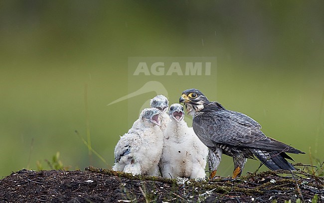 Adult Peregrine Falcon (Falco peregrine) with its check on their nest during summer at Vaala in Finland. stock-image by Agami/Markus Varesvuo,