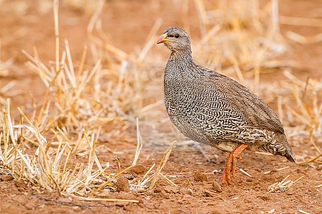 Natal Francolin, Pternistis natalensis stock-image by Agami/Dubi Shapiro,